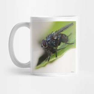 Fly eat Louse Mug